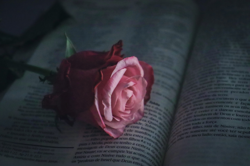 rose